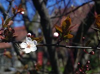 The first petals of the spring.