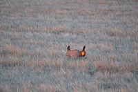 Prairie ChickenPrairie chickens are performing their dances in Minnesota! Prairie Wetlands Learning Center interns experienced this ritual first hand and took some stunning photos.Photo by USFWS. Original public domain image from Flickr