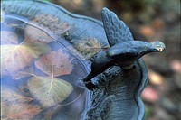 Bird bath bowl. Free public domain CC0 image.