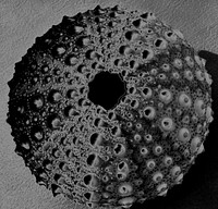 Old sea urchin skeleton. Free public domain CC0 image.