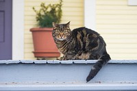 Outdoor tabby cat, animal image, free public domain CC0 photo.