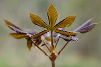 Buckeye leaves. Original public domain image from Flickr