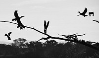Black cormorants in flight.