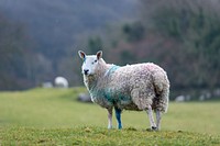 Sheep in a field background. Original public domain image from Flickr