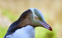 The yellow-eyed penguin.