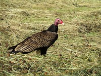 Turkey vulture, May 2015 Warren Bielenberg.