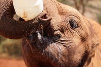 Baby elephant drinking from bottle. Free public domain CC0 photo.
