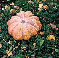 Winter squash on. Free public domain CC0 photo.