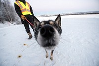 Dog in snow. Original public domain image from Flickr