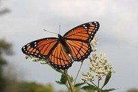 Viceroy butterfly catches on flower. Photo by USFWS. Original public domain image from Flickr