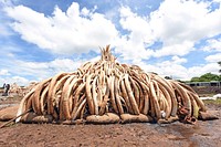 Pile of elephant ivory, ready to get burnt. Original public domain image from Flickr