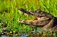 Reptile animal, crocodile, wildlife. Free public domain CC0 image