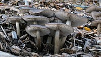 Entoloma haastii.Entoloma haastii. is a mushroom in the Entolomataceae family. Described as new to science in 1964, it is known only from New Zealand, where it grows on the ground in leaf litter, usually near Nothofagus species. Original public domain image from Flickr