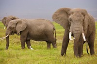 African elephant herd in teh serengeti. Free public domain CC0 photo.