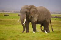 Majestic African elephant in wild. Free public domain CC0 photo.