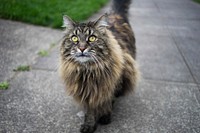 Cat wandering in the neighborhood.