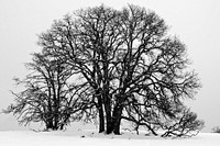 A very big tree in winterland. Original public domain image from Flickr