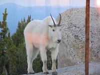 Mount Ireland Mountain Goat, Wallowa Whitman National Forest. Original public domain image from Flickr