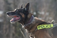 Air Force military working dog, Chase. Original public domain image from Flickr