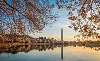 Cherry trees at Washington, D.C.