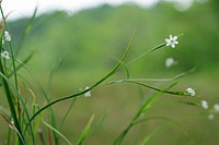 Direct view of white irisette flower. Original public domain image from Flickr