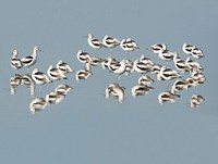 Avocets. Original public domain image from Flickr