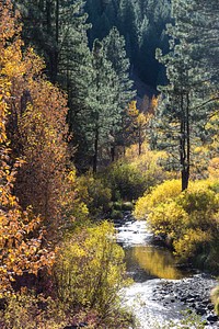 The Bizz Johnson Trail is in northeastern California. Original public domain image from Flickr