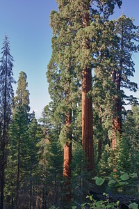 The Bakersfield Field Office includes the only Sequoia grove complex managed by the Bureau of Land Management.