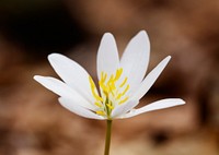 Bloodroot flower background. Free public domain CC0 image.