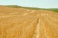 A winter wheat crop shown with crop litter/crop residue. Beach, ND; July 18, 2012. Original public domain image from <a href="https://www.flickr.com/photos/160831427@N06/27062416069/" target="_blank" rel="noopener noreferrer nofollow">Flickr</a>