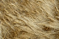 Wheatfield near Manhattan, Montana, September 2014. Original public domain image from Flickr