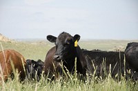 Cows in Eastern Montana. Plevna, MT., July 2013. Original public domain image from <a href="https://www.flickr.com/photos/160831427@N06/27098346929/" target="_blank" rel="noopener noreferrer nofollow">Flickr</a>