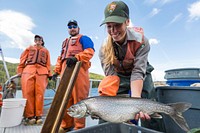 Lake trout caught by the crew of the NPS Hammerhead by Neal Herbert. Original public domain image from Flickr