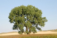 Plains cottonwood August 2015 in Wibaux County, Montana. Original public domain image from <a href="https://www.flickr.com/photos/160831427@N06/27296013999/" target="_blank" rel="noopener noreferrer nofollow">Flickr</a>