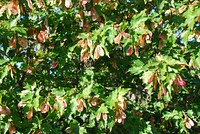 Amur maple (Acer ginnala) August 2015 in Wibaux County, Montana. Original public domain image from <a href="https://www.flickr.com/photos/160831427@N06/27296102419/" target="_blank" rel="noopener noreferrer nofollow">Flickr</a>