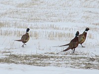 Pheasants near Four Buttes, MT. March 2013. Original public domain image from Flickr