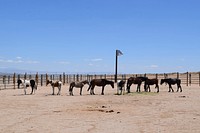 Caption: Horses at the Ridgecrest Regional Wild Horse and Burro Corrals. Learn more” www.fs.usda.gov/detail/htnf/home/?cid=FSEPRD578852 Byline: Forest Service photo by E. Wade Muehlhof. Original public domain image from Flickr