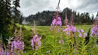 Fireweed and dramatic skies in Morovitz Meadow in the Mt. Baker National Recreation Area, Mt. Baker-Snoqualmie National Forest. Original public domain image from Flickr
