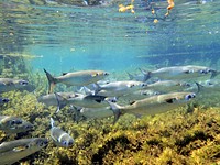 A school of fish at the Alexander Springs Recreation Area, Ocala National Forest, Florida. Original public domain image from Flickr