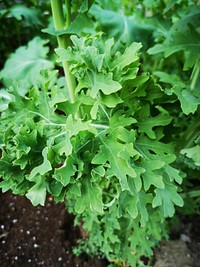 Siberian kale (Brassica napus).