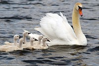 Family swim. Original public domain image from Flickr