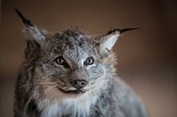 Lynx on display at the U.S. Department of Agriculture (USDA) Forest Service (FS) Superior National Forest (NF) Kawishiwi Ranger District Office and Ranger Station in Ely, MN, on March 2, 2018.