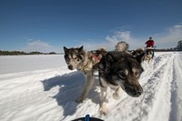 Wintergreen Dogsled Lodge musher Ellen Root commands a team of Canadian Inuit dogs, musher's left front to right rear, Jupiter, Millie, Elmer, Chill, Pak and Tin Can Mike on White Iron Lake in the U.S. Department of Agriculture (USDA) Forest Service (FS) Superior National Forest (NF) Kawishiwi Ranger District area near Ely, Minnesota, on March 1, 2018.