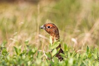 Rock ptarmigan. Original public domain image from Flickr