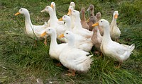 Ducks are this year's new species to the Hock-Newberry Farm operation owned by Erica Govednik, a U.S. Coast Guard veteran, who successfully runs an organically-managed, multi-species, rotational-grazing farm on rented land in Marshall, VA, on Saturday, May 21, 2016.