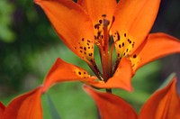 Wood lily. Wood lilies are especially found in sand dunes and open sandy woods in the Great Lakes region. Original public domain image from Flickr