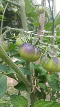 Black Beauty tomatoes.