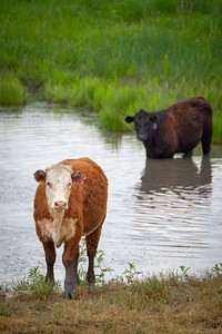 Cattle stay cool and hydrated in a pond in Lyon County, Kansas is situated in the heart of the Flint Hills geographical region where the farming and ranching industries are vital to the economy.