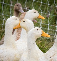 Ducks are this year's new species to the Hock-Newberry Farm operation owned by Erica Govednik, a U.S. Coast Guard veteran, who successfully runs an organically-managed, multi-species, rotational-grazing farm on rented land in Marshall, VA, on Saturday, May 21, 2016.