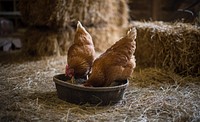 Chickens roaming through and feeding at Lakota Ranch during From Service to Stewardship a two-day workshop in Remington, Va., on Saturday, May 21, 2016.